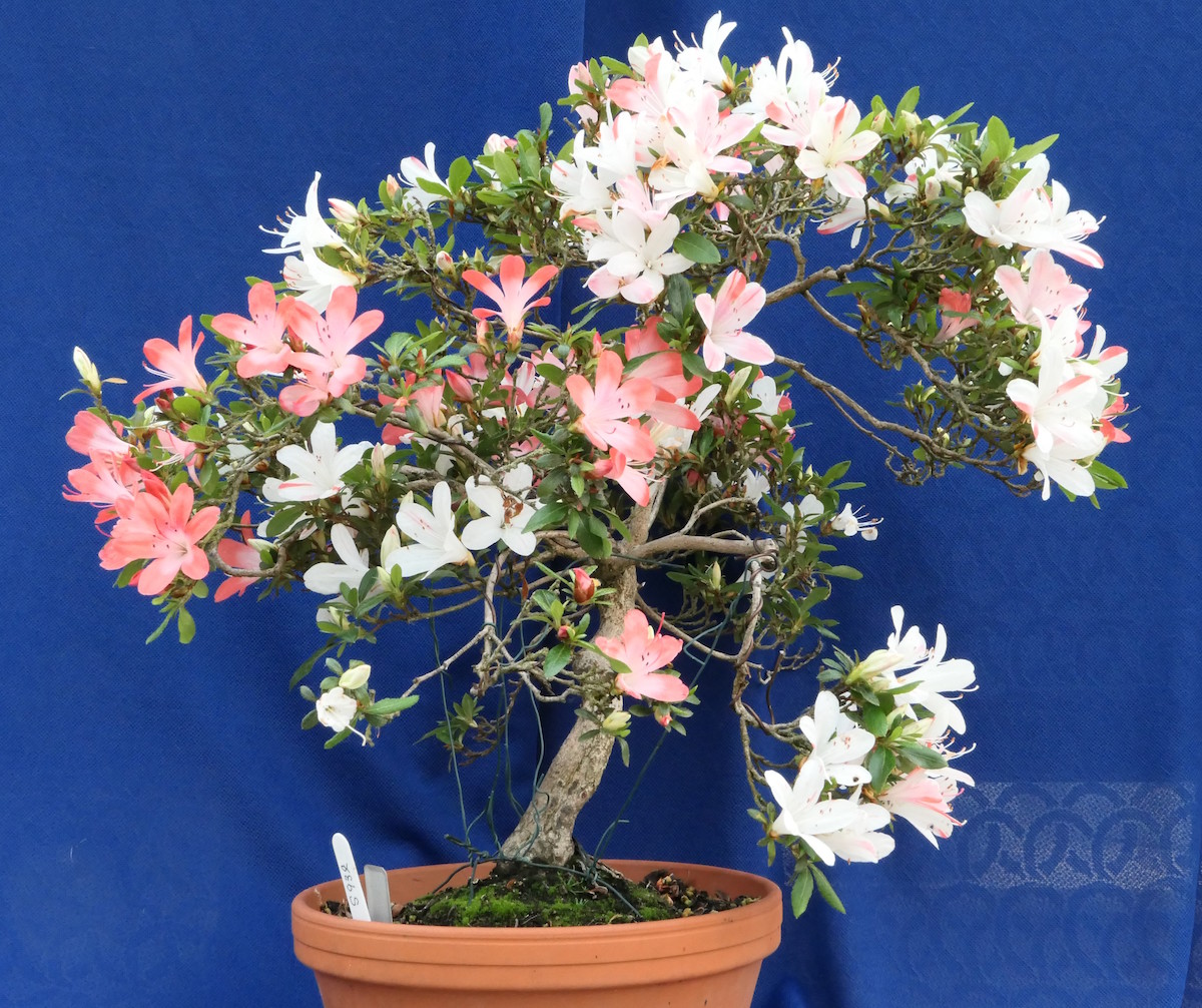 Unknown hybrid